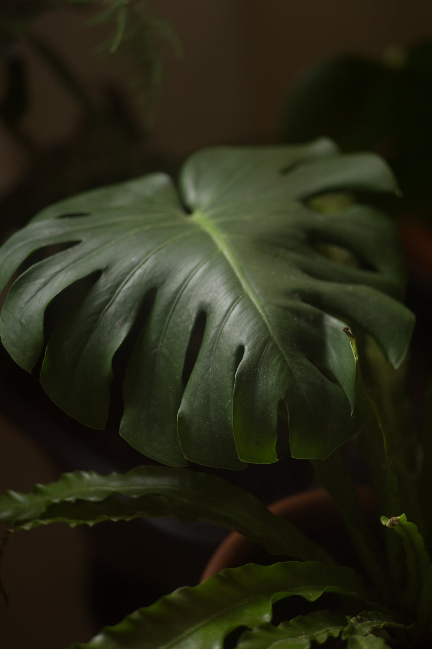 Nikon Series E 100mm 2.8