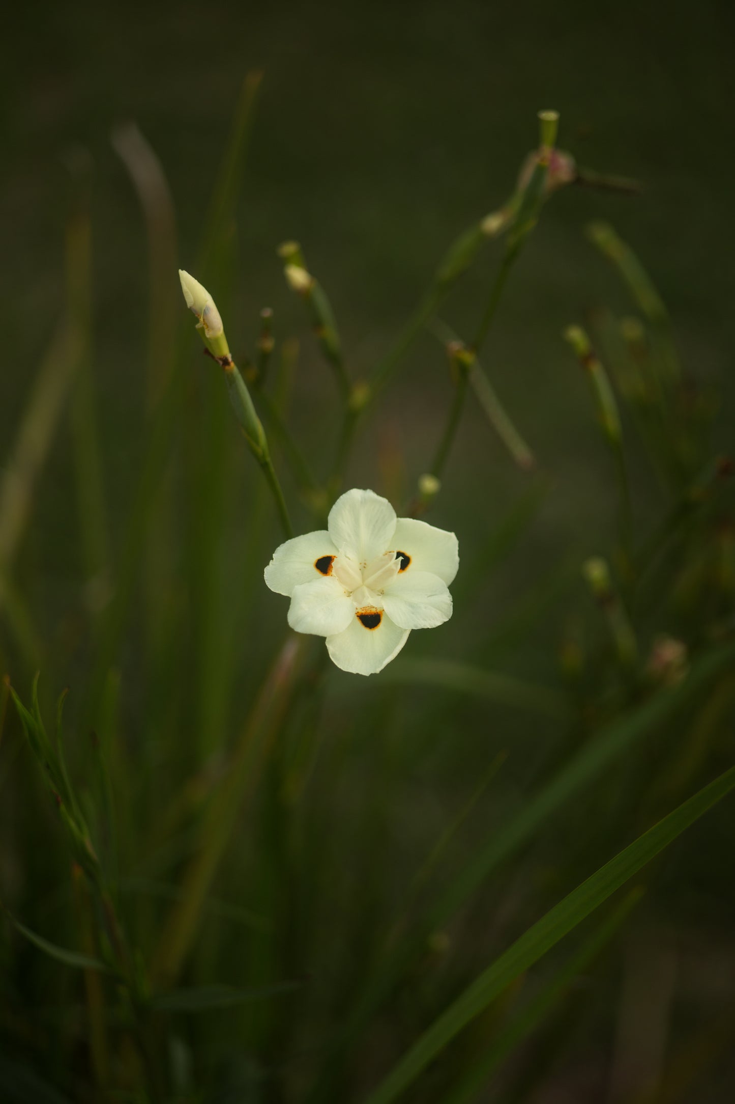 Nikon Series E 100mm 2.8