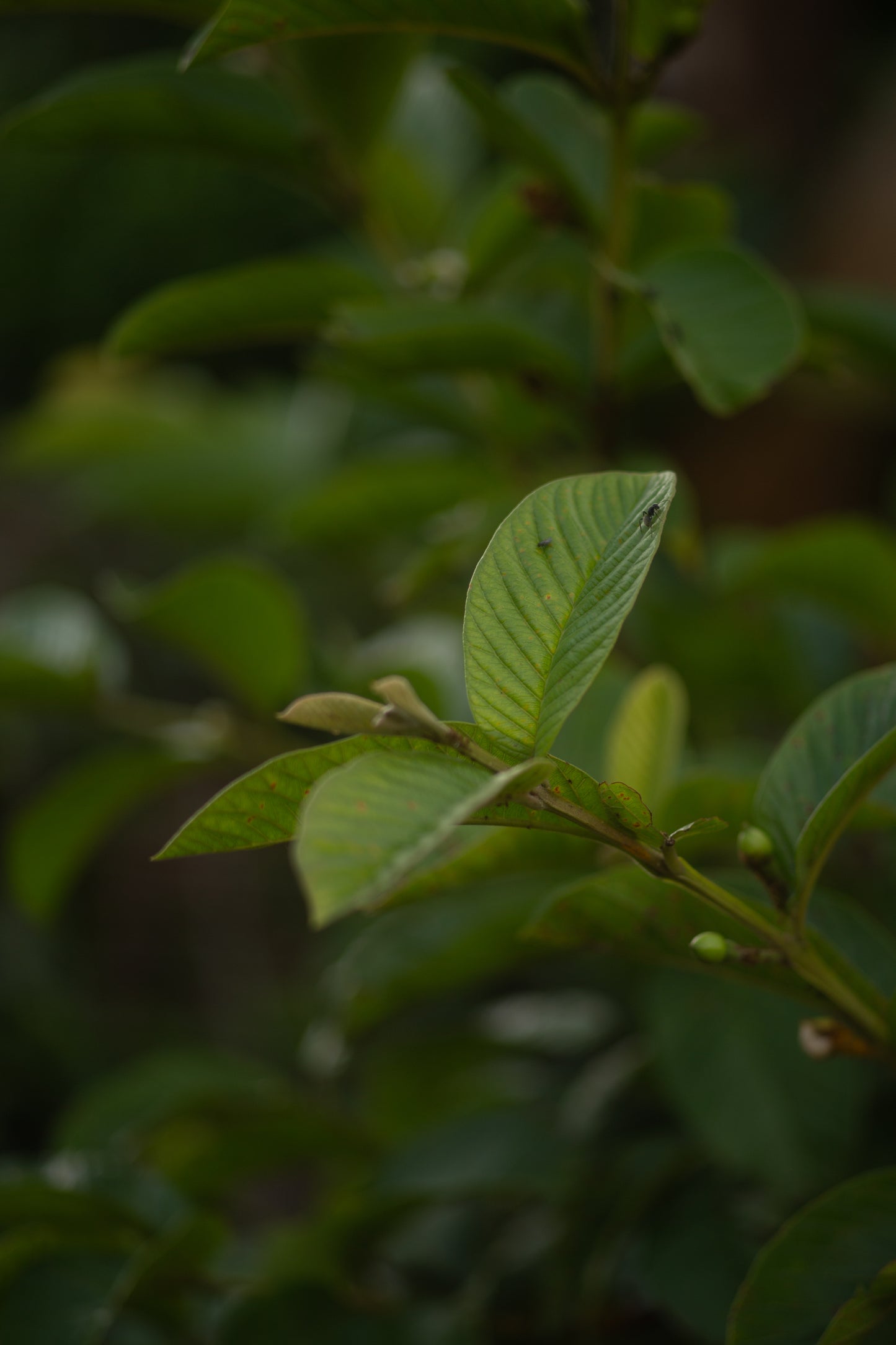 Nikon Series E 100mm 2.8